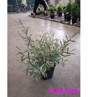 Salix purpurea 'Nana' C 1,4 L